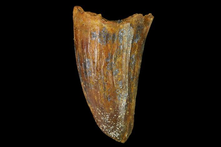 Cretaceous Fossil Crocodile Tooth - Morocco #140600